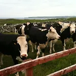 Gæstehus Journey's End Milltown Malbay